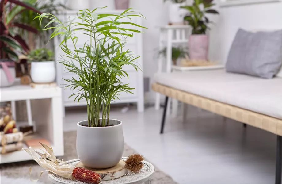 Die Pflege von Zimmerpflanzen