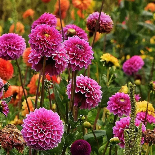 Gartenkalender September 2025