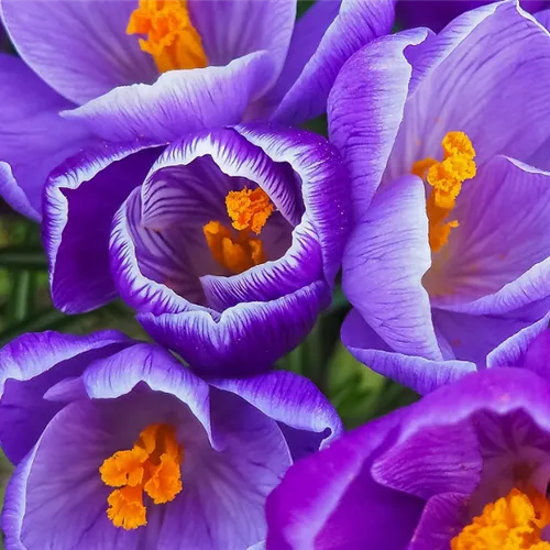 Gartenkalender Februar 2026