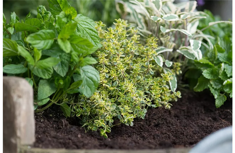 Frische Kräuter selbst anbauen