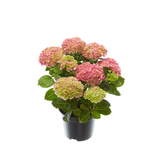 Hortensie