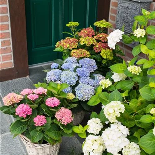 Gartentipps im August