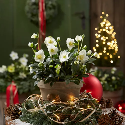 Gartentipps im Dezember