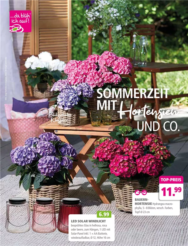 Sommerzeit mit Hortensien