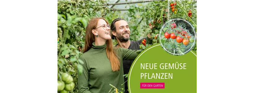 Neue Gemüse-Pflanzen