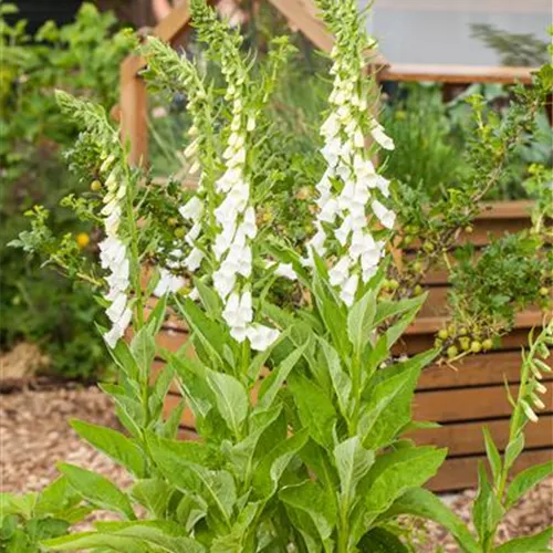 Der Heilgarten zu Hause