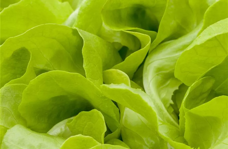 Das große Comeback der Gemüse-Sorten! Das große Comeback der Gemüse-Sorten!