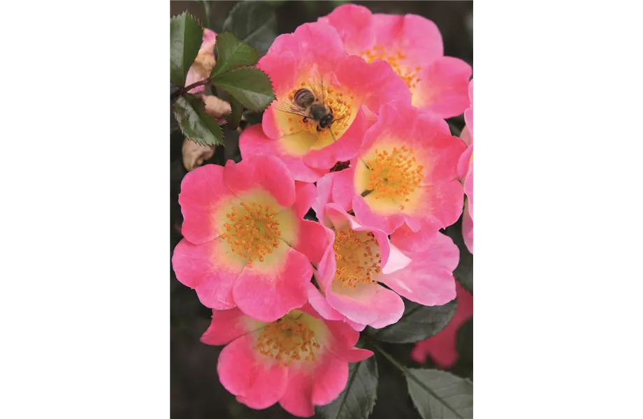 Nektargarten für Bienen und Schmetterlinge Nektargarten für Bienen und Schmetterlinge