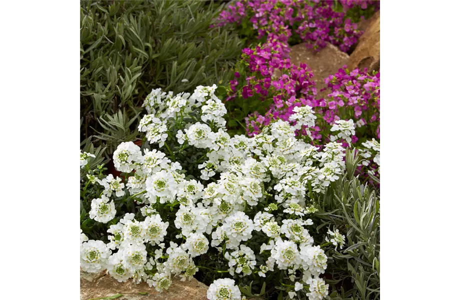 Nektargarten für Bienen und Schmetterlinge Nektargarten für Bienen und Schmetterlinge