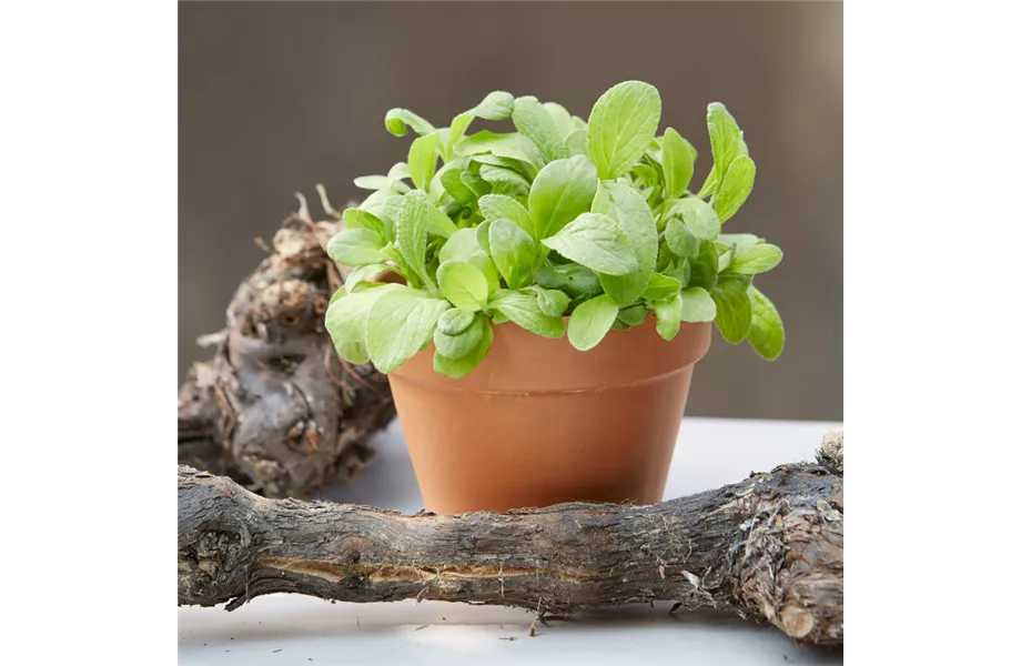 Kräuter, Bienen & Insekten Kräuter, Bienen & Insekten