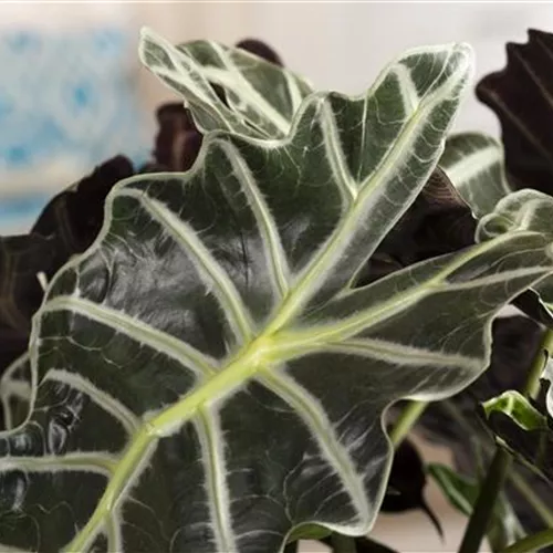 Pflanze des Monats September 2025: Pfeilblatt