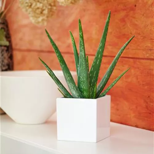 Pflanze August 2025: Aloe