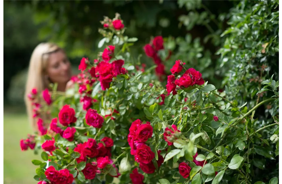 Insektenfreundliche Rosen und ihre Begleiter Insektenfreundliche Rosen und ihre Begleiter