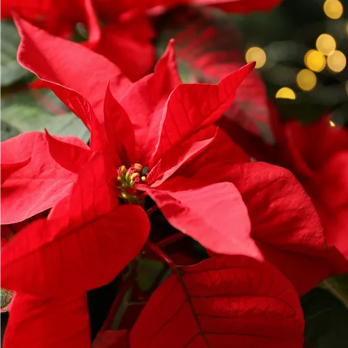 Pflanze des Monats November 2026: Poinsettie