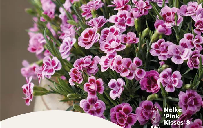 Mustermann Prämien.png