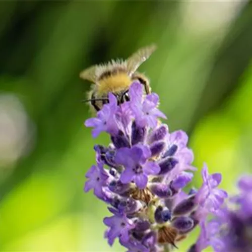 Gartenkalender Juli 2026